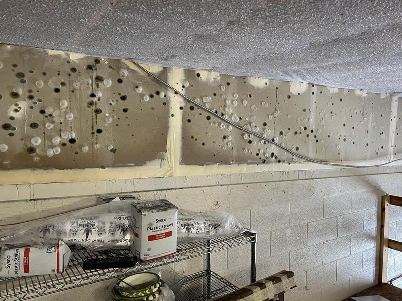 The Science Behind Mold Growth: Understanding and Preventing Mold in Homes and Businesses.