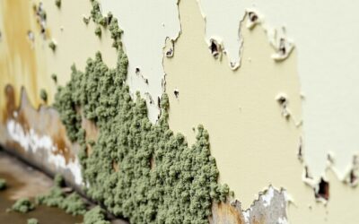 Why Mold is a Health Risk and How to Protect Your Family in Provo